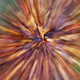 Illustration for article titled Zoom Photo Challenge Gallery 2